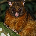 Common Brushtail Possum フクロギツネ<br />Canon 7D + EF70-200 F4L + EF1.4xII + SPEEDLITE 580EXII